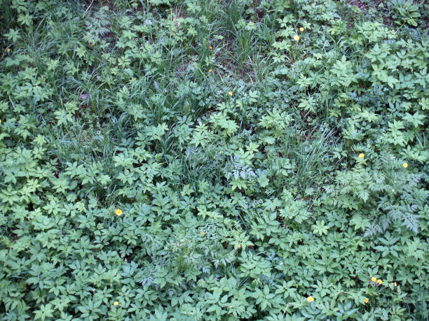 Background of green bright grass stock photo