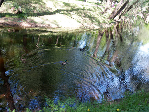 sunlighted pond in park with reflection of trees stock photo