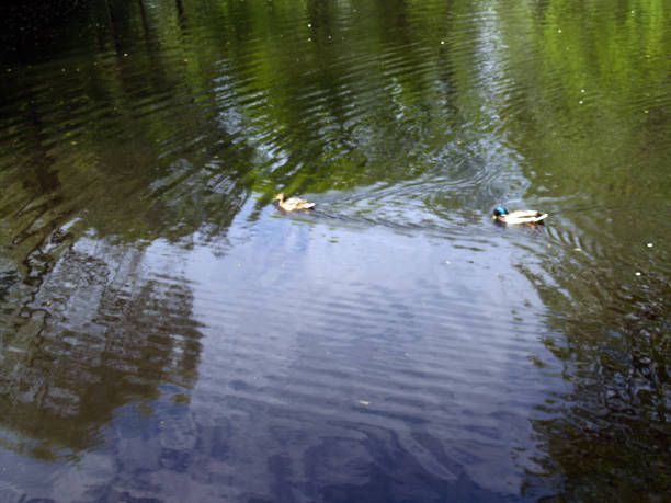 Picturesque reflection of trees stock photo