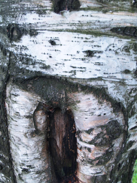 The picturesque  bark of tree stock photo