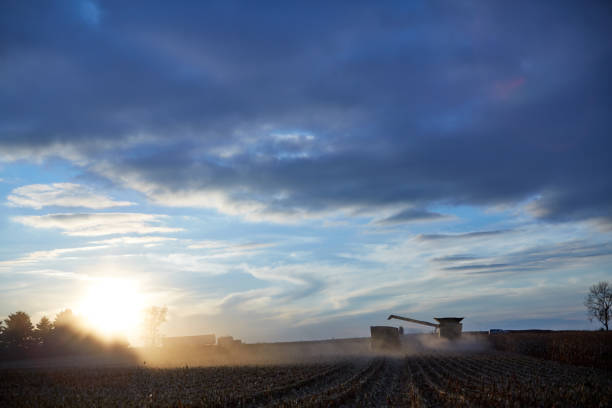 istock Sunset over combine harvesters in a maize field 870517510