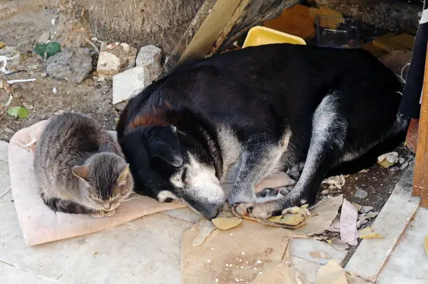 Photo of street cat and dog