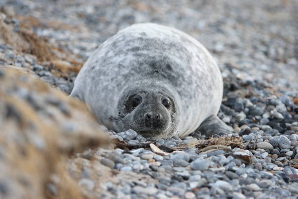 istock Gray Seal (Halichoerus grypus) Pup Helgoland Germany 870520510