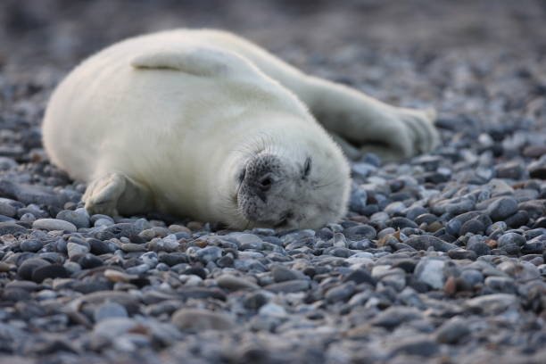 szara pieczęć (halichoerus grypus) pup helgoland niemcy - grypus zdjęcia i obrazy z banku zdjęć