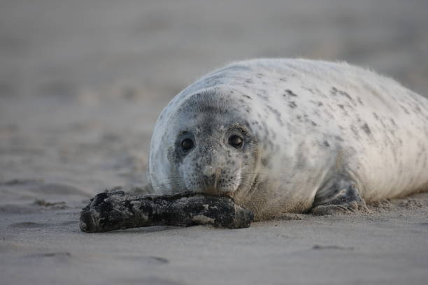 istock Gray Seal (Halichoerus grypus) Pup Helgoland Germany 870520972