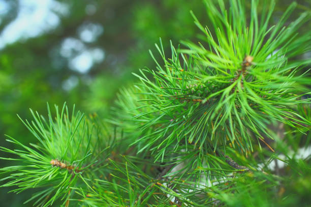 istock Needles of the pine tree macro 870521494