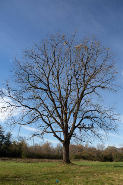 istock Tree on Cayuga Lake, New York 870524304