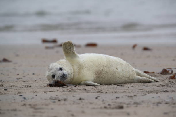 istock Gray Seal (Halichoerus grypus) Pup Helgoland Germany 870527808