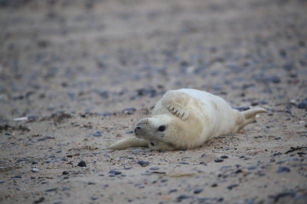 istock Gray Seal (Halichoerus grypus) Pup Helgoland Germany 870528660