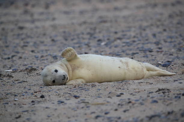 istock Gray Seal (Halichoerus grypus) Pup Helgoland Germany 870528662