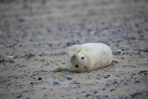 istock Gray Seal (Halichoerus grypus) Pup Helgoland Germany 870528674