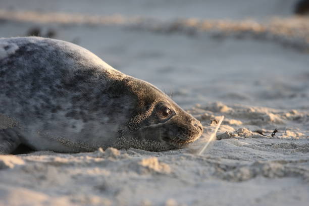 istock Gray Seal (Halichoerus grypus) Pup Helgoland Germany 870528776