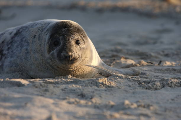 istock Gray Seal (Halichoerus grypus) Pup Helgoland Germany 870530874