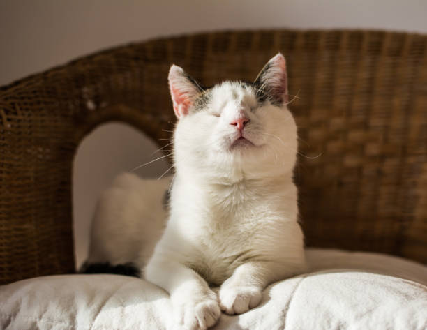 chat aveugle sur l’oreiller blanc - sun blind photos et images de collection