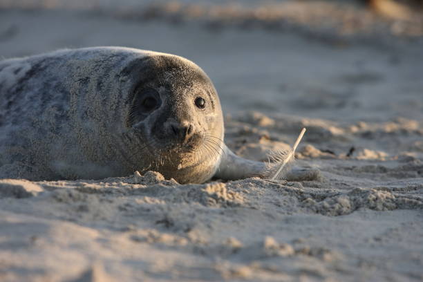 istock Gray Seal (Halichoerus grypus) Pup Helgoland Germany 870530926
