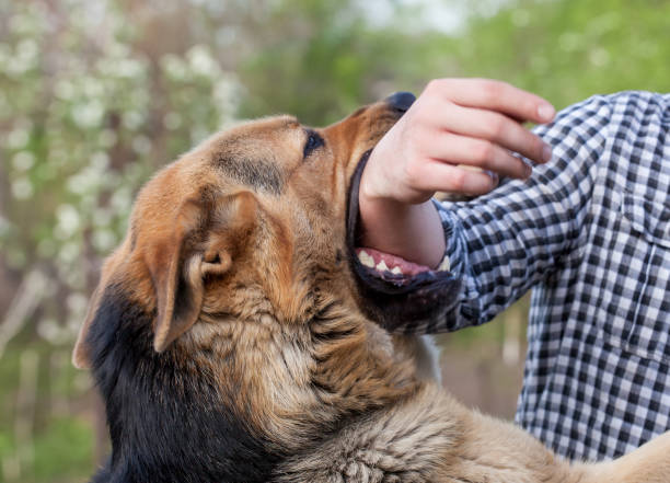 un macho pastor alemán muerde a un hombre - german shepherd fotografías e imágenes de stock