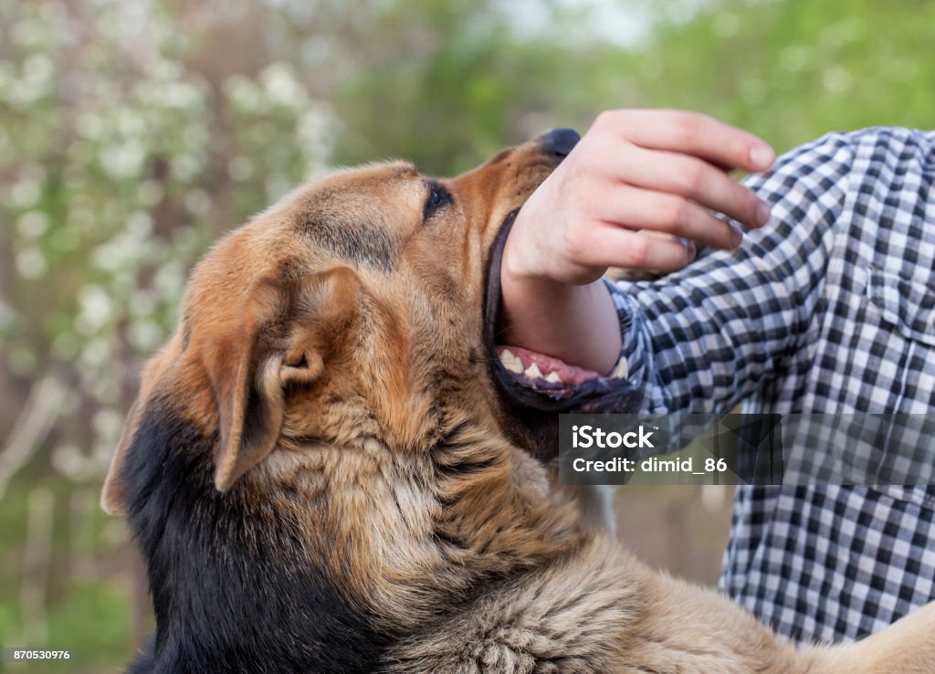 A male German shepherd bites a man A male German shepherd bites a man by the hand. Dog Stock Photo