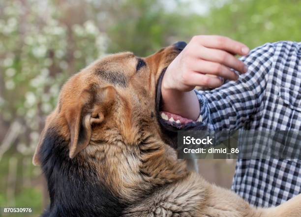 A Male German Shepherd Bites A Man Stock Photo - Download Image Now - Dog, Biting, Animal