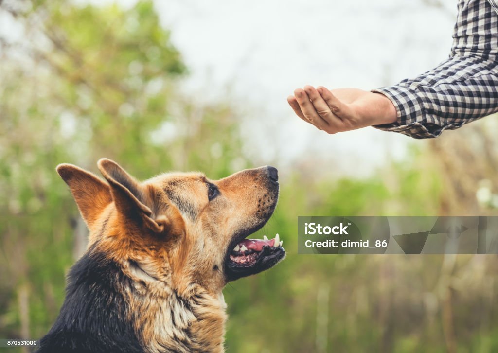 Un macho Pastor Alemán muerde a un hombre - Foto de stock de Perro libre de derechos