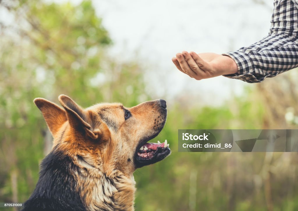 Um pastor alemão macho morde um homem - Foto de stock de Cão royalty-free