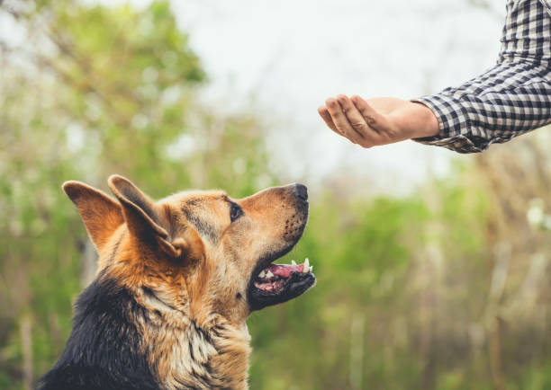 a male german shepherd bites a man - hostile environment imagens e fotografias de stock