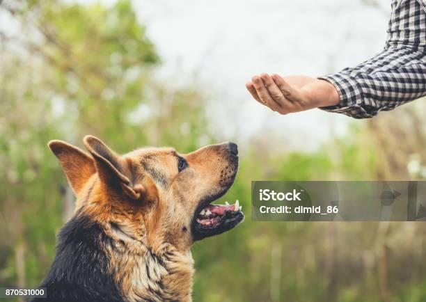 Foto de Um Pastor Alemão Macho Morde Um Homem e mais fotos de stock de Cão - Cão, Treino esportivo, Obediência