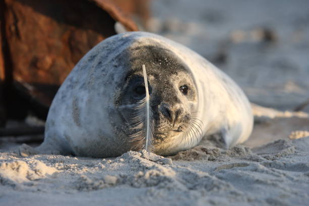 istock Gray Seal (Halichoerus grypus) Pup Helgoland Germany 870531020