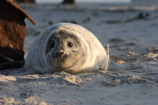 istock Gray Seal (Halichoerus grypus) Pup Helgoland Germany 870531022