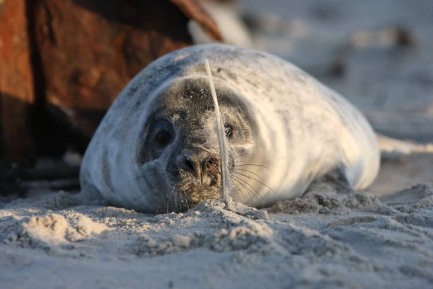 istock Gray Seal (Halichoerus grypus) Pup Helgoland Germany 870531116