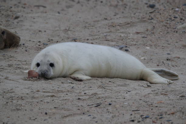 istock Gray Seal (Halichoerus grypus) Pup Helgoland Germany 870531306