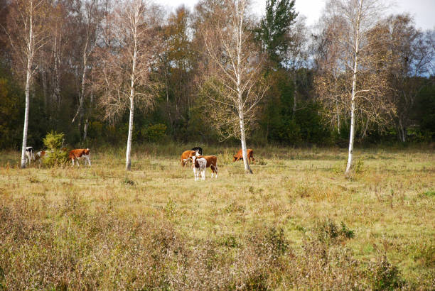 istock Grazing cattle in a meadow 870531366