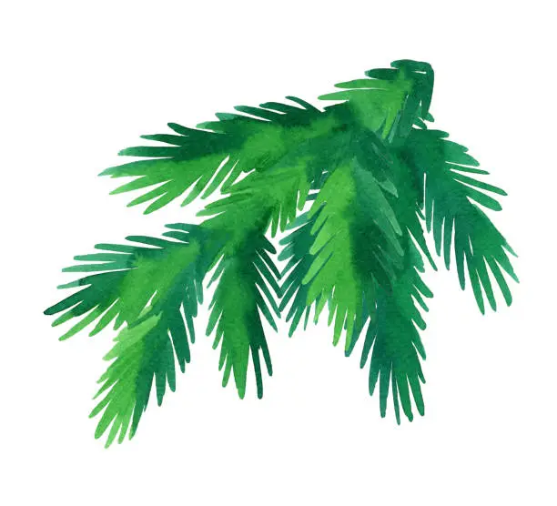 Fir branch isolated on white background. Hand drawn watercolor illustration. Christmas tree. New year and Xmas Holidays design.