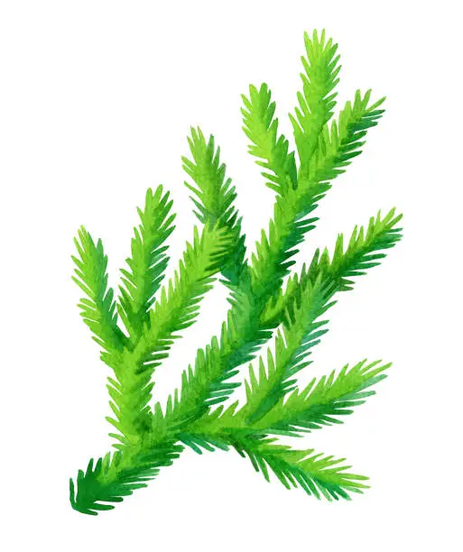 Fir branch isolated on white background. Hand drawn watercolor illustration. Christmas tree. New year and Xmas Holidays design.