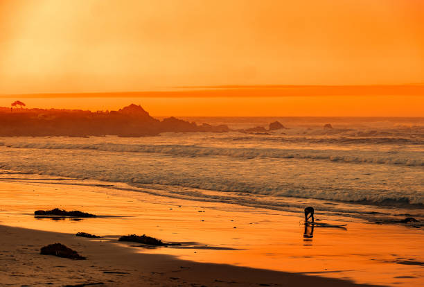 surfista e carmel sunset - wave salt surf sea - fotografias e filmes do acervo