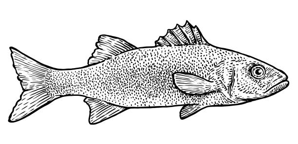 ilustrações de stock, clip art, desenhos animados e ícones de sea bass illustration, drawing, engraving, ink, line art, vector - fish prepared fish fishing bass