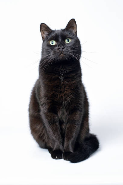 istock Portrait of a young black cat on white background 870534638