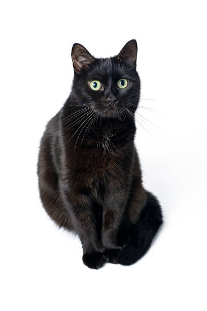 istock Portrait of a young black cat on white background 870534714