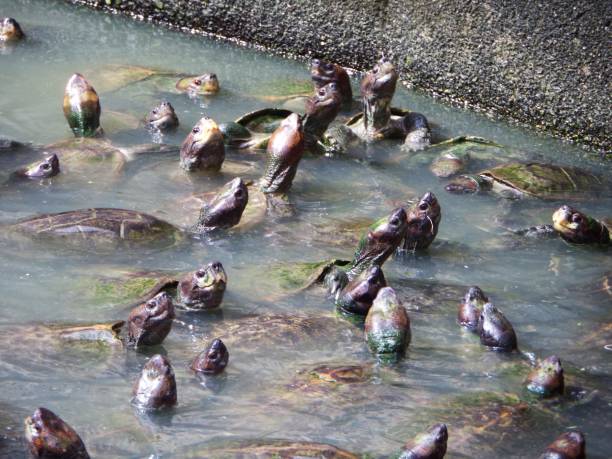 gruppo di tartarughe che si sforzano per il cibo, malesia - young animal sea life amphibians animals and pets foto e immagini stock