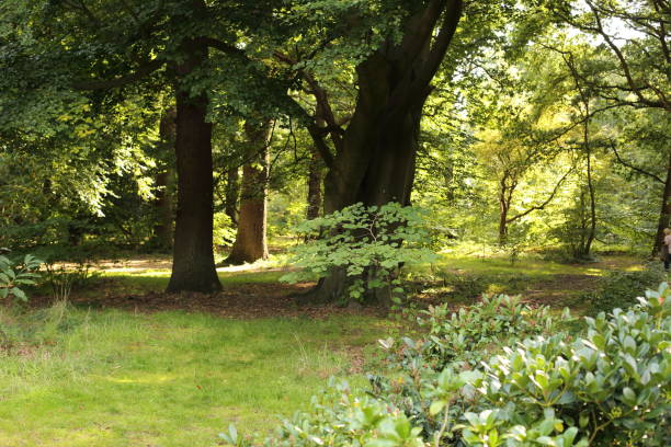 istock Richmond Park, Isabella Plantation 870535652