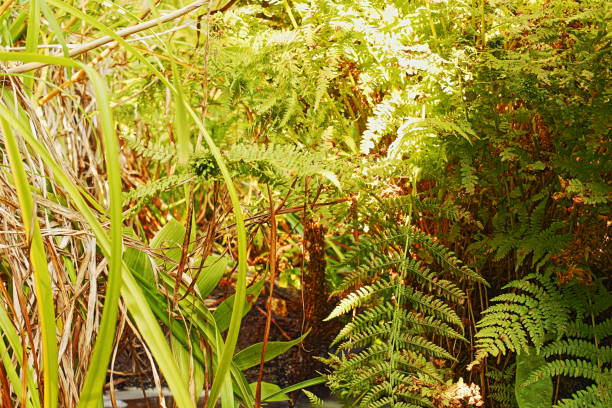 istock Richmond Park, Isabella Plantation 870536204