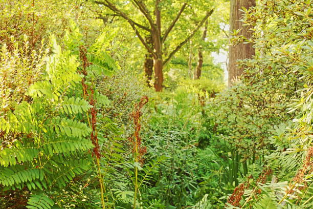 istock Richmond Park, Isabella Plantation 870536258