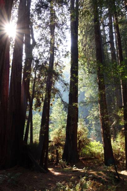 istock Muir Woods National Monument 870536278