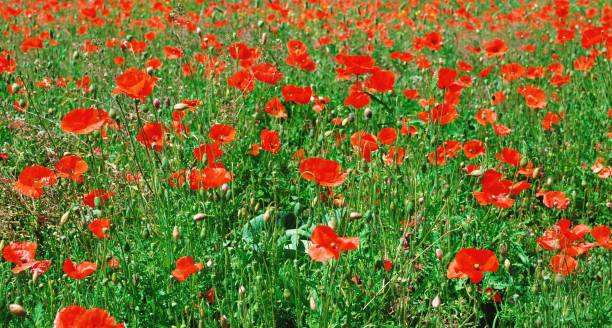 istock Field of Red Poppies 870538386