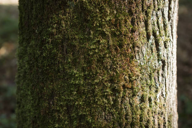 istock Tree trunk detail texture as natural background. 870539038