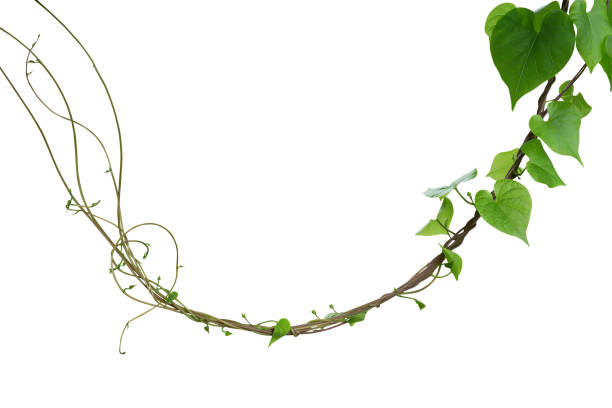 herzförmige grüne blätter der obskuren prunkwinde (ipomoea obscura) klettern rebe pflanze isoliert auf weißem hintergrund, clipping-pfad enthalten. - hanging from the vine stock-fotos und bilder