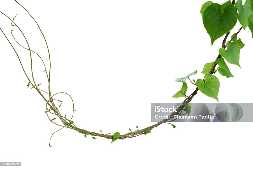 Heart shaped greenery leaves of Obscure morning glory (Ipomoea obscura) climbing vine plant isolated on white background, clipping path included. Vine - Plant Stock Photo