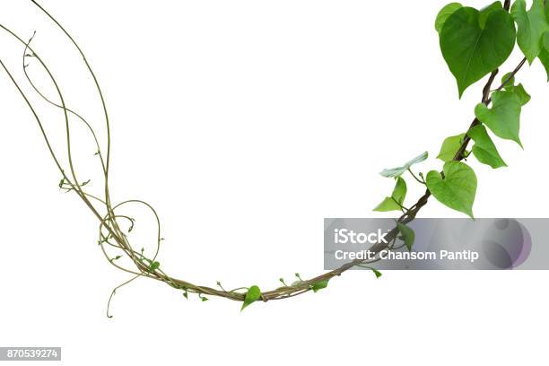 Heart Shaped Greenery Leaves Of Obscure Morning Glory Climbing Vine Plant Isolated On White Background Clipping Path Included Stock Photo - Download Image Now