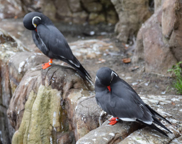 istock A pair of Inca Terns 870541504