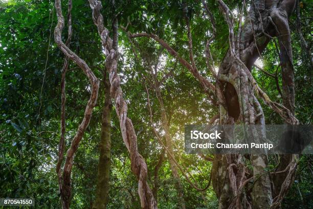Twisted Wild Liana Messy Jungle Vines Plant With Lichen On Lush Foliage Tropical Rainforest Jungle Background Stock Photo - Download Image Now