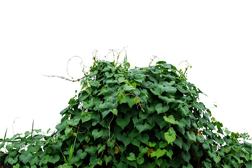 Heart shaped green leaves climbing wild vines (obscure morning glory) bush isolated on white background, clipping path included.